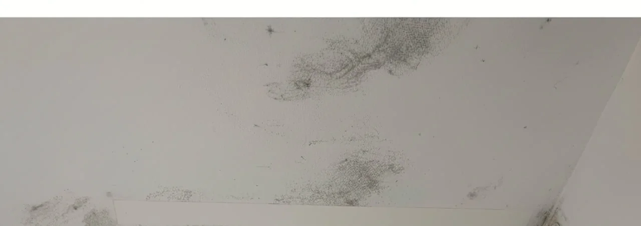 Plafond de salle de bains après 9 semaines de test : les moisissures colonisent tout le plafond, sauf la bande protégée par DryTape